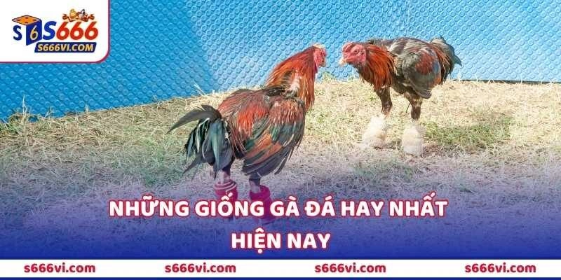 Những giống gà đá hay nhất hiện nay