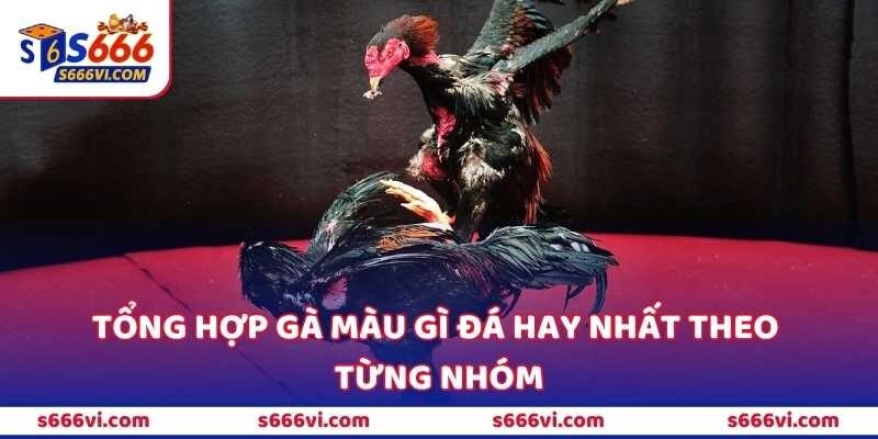 Tổng hợp gà màu gì đá hay nhất theo từng nhóm